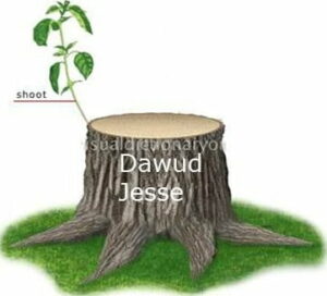 The dynasty of Dawud (PBUH)- now a shoot emerges from the dead stump