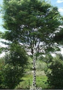 The dynasty of Dawud - like a Tree